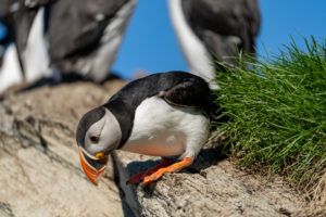 Hornøya – Bird Island Nature Reserve