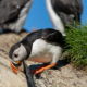 Hornøya – Bird Island Nature Reserve