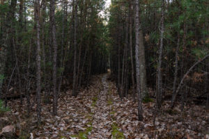 Pine Barrens Drone Flight #2